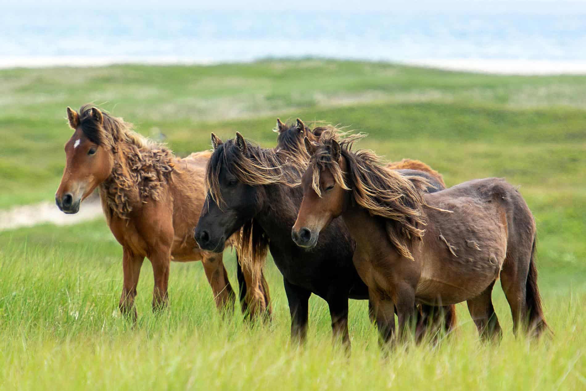 A band of wild horses stand together in the marram grass dunes above the ocean on Sable Island, Nova Scotia - image by Picture Perfect Tours and Geordie Mott.
