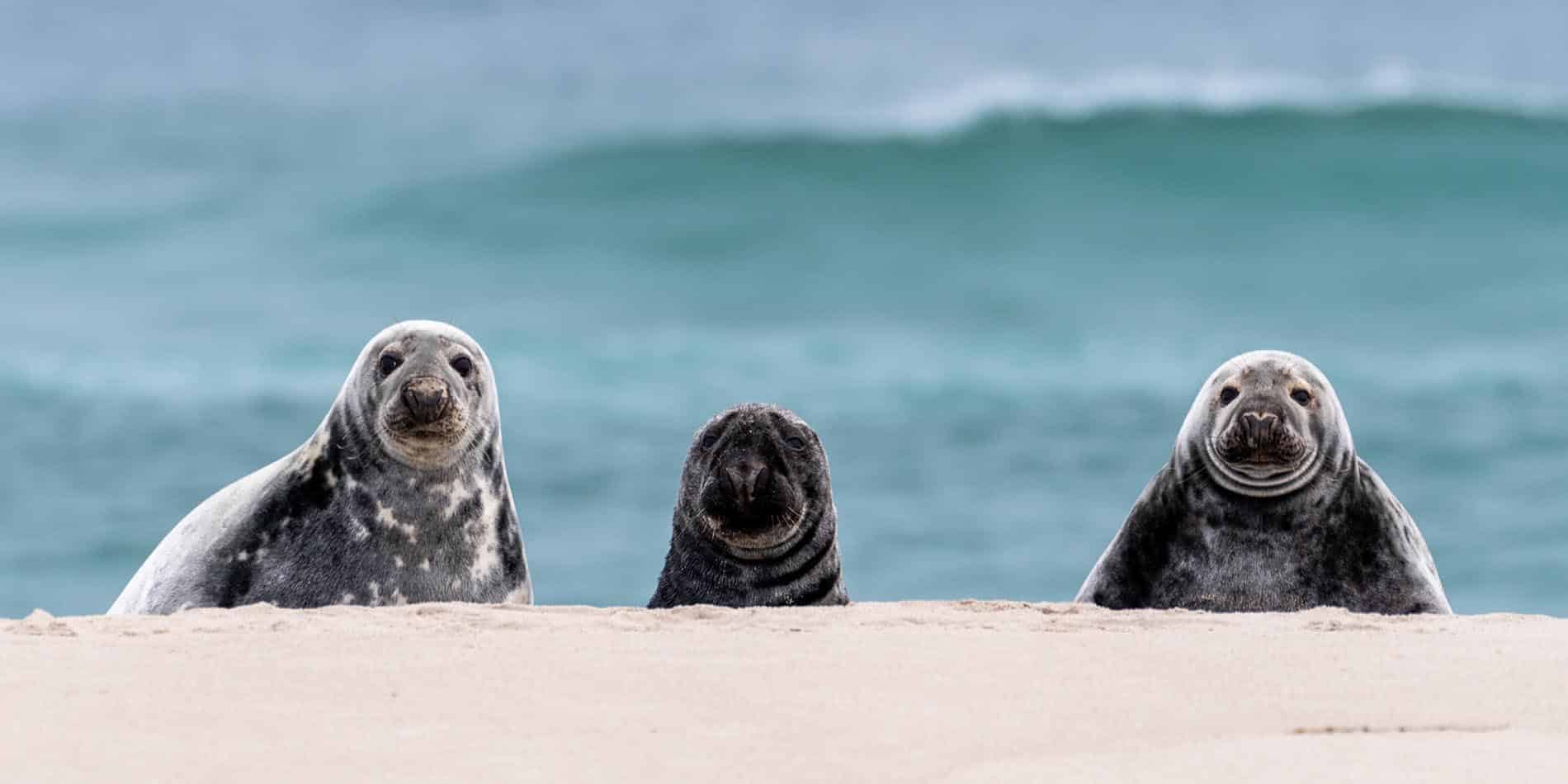 A trio of grey seals stare at visitors to Sable Island, Nova Scotia - photo by Geordie Mott and Picture Perfect Tours.