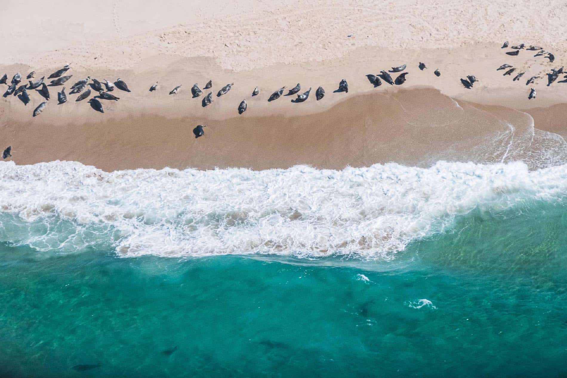 Aerial view of grey seals on Sable Island, Nova Scotia - Image by Geordie Mott and Picture Perfect Tours.
